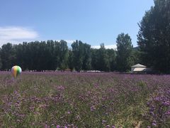 -紫海香堤香草艺术庄园