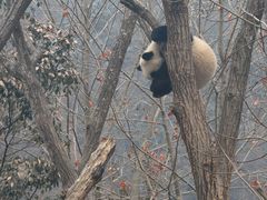 -卧龙中华大熊猫苑神树坪基地