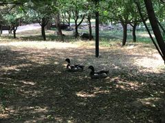 -北京麋鹿生态实验中心