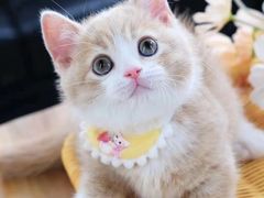 -Bastet sally猫舍购宠(静安店)