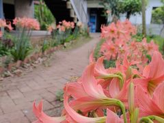 -松山湖梦幻百花洲