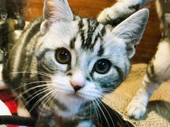 -Goku PET SHOP宠物视觉生活馆(双井店)