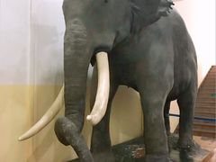 -国家自然博物馆