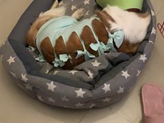 -瑞派动物医院·猫专科·至诚(江南中分院)