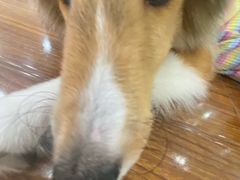 -汪说·狗咖·拼豆·宠物周边DIY(旺城大厦店)