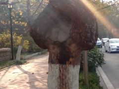 android_upload_pic-八大关景区