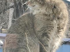 -青藏高原野生动物园