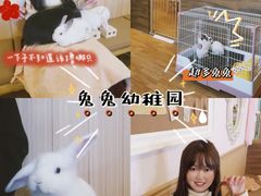 -猫猫幼稚园·撸猫·桌游·电玩