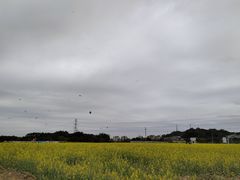 -长洲岛