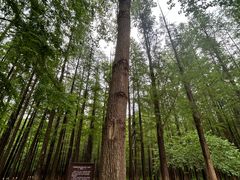 -日照海滨国家森林公园