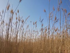 -野鸭湖国家湿地公园