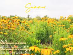 -春花秋色城市公园