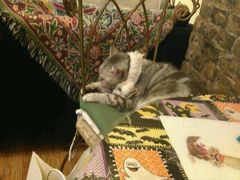 猫咪-猫色咖啡·猫咖