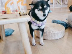 -南京Hallo宠物乐园·哈罗犬舍·柴犬繁育基地