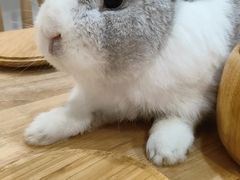 -楼上猫咖(罗湖店)