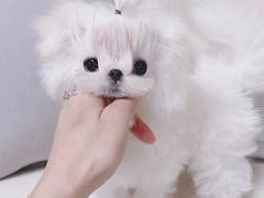 -萌宠之家·腊肠犬·马尔泰·小体犬舍
