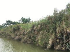-大湾区中央湿地公园