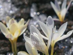-新疆那拉提国家旅游度假区