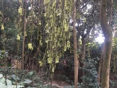 -清溪大王山森林公园