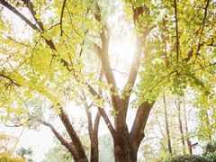 -上海共青森林公园