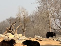 -北京野生动物园