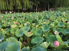 -莲花池公园