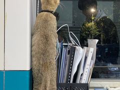 -虹泰宠物医院 ·旗舰店·24h(南秀路店)