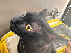 -关爱宠物医院·猫科中心·消化科(滨湖万达分院)