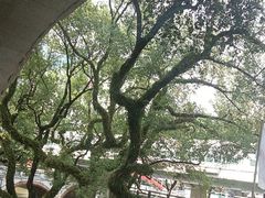 -广东胜利宾馆西关粤中餐厅