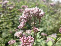 -上海滨江森林公园