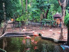 -清迈夜间动物园