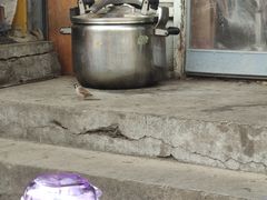 -博山煎包(金晶大道东一街店)