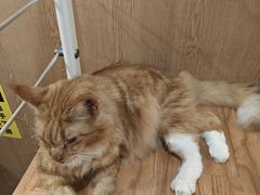 -MOCHA明星猫咖(田子坊店)