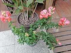 -时光乌托邦空中花园·川味·礼宴(星汇两江店)