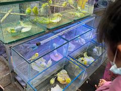 -青石桥花鸟鱼虫市场(叠翠城店)