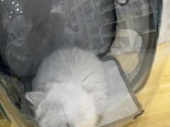 -米苏动物医院·犬猫专科·骨科外科内窥镜