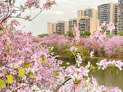 -广东花都湖国家湿地公园