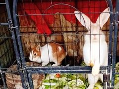 -小鱼草莓采摘园农家乐·小鱼餐厅