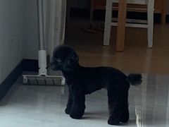 -安安宠医·安烨宠物医院·宠物保险(北仑分院)