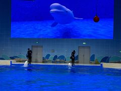 -石家庄极地海洋世界