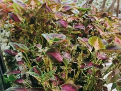 -大妙火锅·非物质文化遗产(东湖公园店)