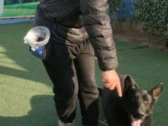 -宠物寄养训练学校