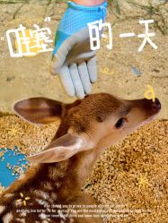 点击看大图 -神奇动物撸宠馆·羊驼·小浣熊·异宠(豫园店)