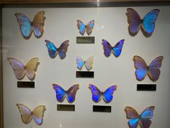 -上海昆虫博物馆