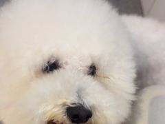 -BABIT巴比特宠物(MOMOPARK店)