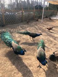 -萌宠亲子动物乐园(槐房万达店)