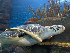 -上海海洋水族馆