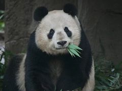 -中国大熊猫保护研究中心雅安碧峰峡基地