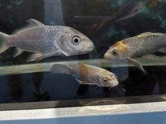 -海合安武汉极地海洋公园