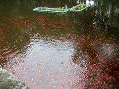 -普陀山风景名胜区-法雨禅寺